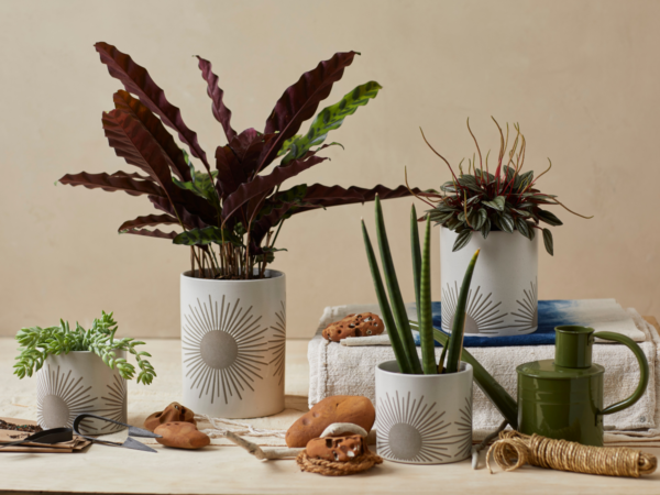 Sunrise-to-Sunset Planter Small